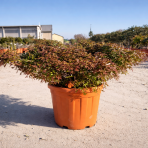 Javor dlaňolistý (Acer palmatum) ´LITTLE PRINCESS´ - výška 50-60 cm, ⌀ 80-90 cm, kont. C25L